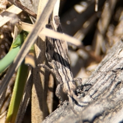 Coryphistes ruricola at Campbell, ACT - 31 Aug 2024