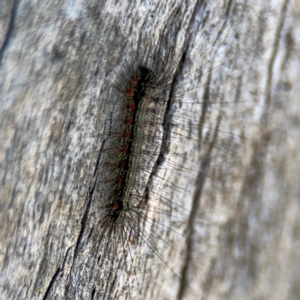 Anestia (genus) at Campbell, ACT - 31 Aug 2024