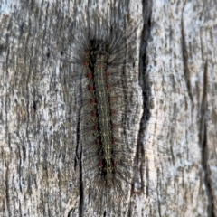 Anestia (genus) at Campbell, ACT - 31 Aug 2024