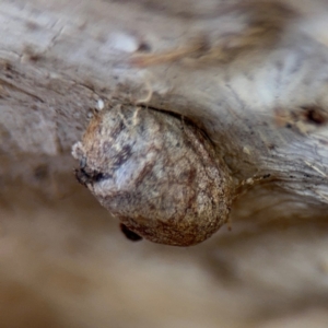 Doratifera (genus) at Campbell, ACT - 31 Aug 2024