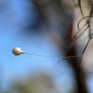 Tamopsis sp. (genus) at Campbell, ACT - 31 Aug 2024