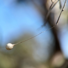 Tamopsis sp. (genus) at Campbell, ACT - 31 Aug 2024