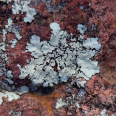 Xanthoparmelia sp. (Rock-shield lichen (foliose lichen)) at Campbell, ACT - 31 Aug 2024 by Hejor1