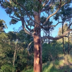 Angophora sp. at Fassifern, NSW - 31 Aug 2024 by LyndalT