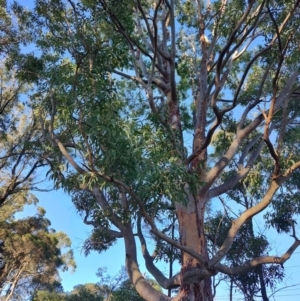 Angophora costata at Fassifern, NSW - 31 Aug 2024 03:57 PM