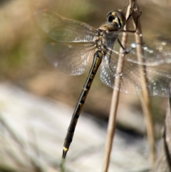 Hemicordulia tau (Tau Emerald) at Campbell, ACT - 31 Aug 2024 by Hejor1