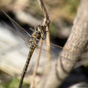 Hemicordulia tau at Campbell, ACT - 31 Aug 2024