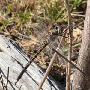 Hemicordulia tau at Campbell, ACT - 31 Aug 2024