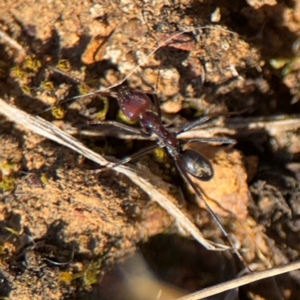 Iridomyrmex purpureus at Campbell, ACT - 31 Aug 2024 02:42 PM