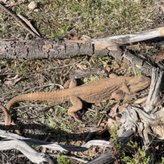 Pogona barbata (Eastern Bearded Dragon) at Campbell, ACT - 31 Aug 2024 by Hejor1