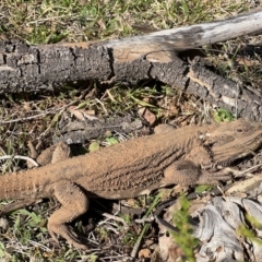 Pogona barbata at Campbell, ACT - suppressed