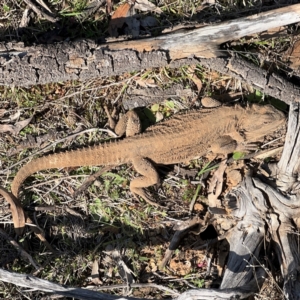 Pogona barbata at Campbell, ACT - suppressed