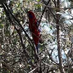 Platycercus elegans (Crimson Rosella) at Campbell, ACT - 31 Aug 2024 by Hejor1