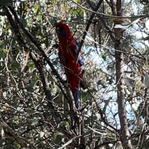 Platycercus elegans at Campbell, ACT - 31 Aug 2024