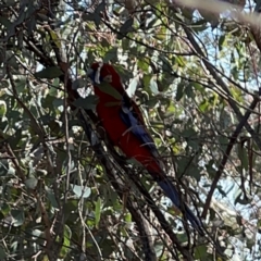 Platycercus elegans at Campbell, ACT - 31 Aug 2024 02:48 PM