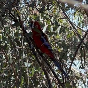 Platycercus elegans at Campbell, ACT - 31 Aug 2024