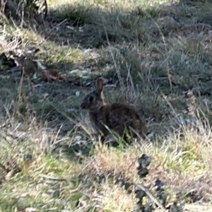 Oryctolagus cuniculus at Campbell, ACT - 31 Aug 2024 02:54 PM