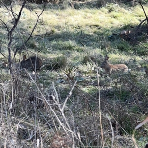 Oryctolagus cuniculus at Campbell, ACT - 31 Aug 2024