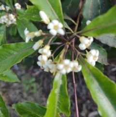 Pittosporum revolutum (Large-fruited Pittosporum) at Fassifern, NSW - 31 Aug 2024 by LyndalT