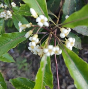 Pittosporum revolutum at Fassifern, NSW - 31 Aug 2024