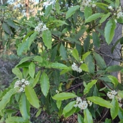 Pittosporum revolutum at Fassifern, NSW - 31 Aug 2024