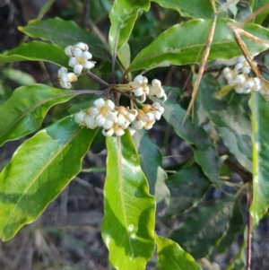 Pittosporum revolutum at Fassifern, NSW - 31 Aug 2024