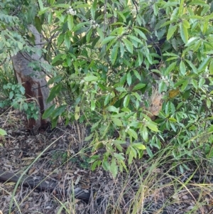 Pittosporum revolutum at Fassifern, NSW - 31 Aug 2024