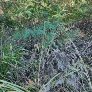 Pteridium esculentum at Fassifern, NSW - 31 Aug 2024