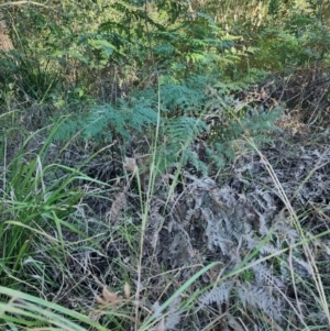 Pteridium esculentum at Fassifern, NSW - 31 Aug 2024 04:00 PM