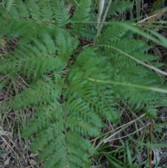 Pteridium esculentum at Fassifern, NSW - 31 Aug 2024