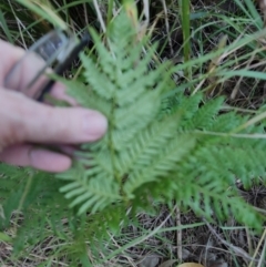 Pteridium esculentum at Fassifern, NSW - 31 Aug 2024 04:00 PM