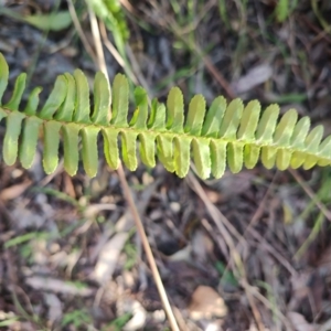 Nephrolepis cordifolia at Fassifern, NSW - 31 Aug 2024 04:01 PM