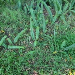 Nephrolepis cordifolia at Fassifern, NSW - 31 Aug 2024 04:01 PM