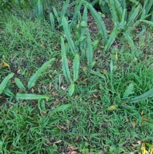 Nephrolepis cordifolia at Fassifern, NSW - 31 Aug 2024 04:01 PM