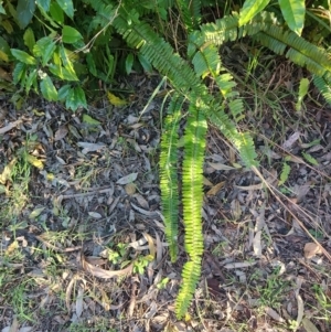 Nephrolepis cordifolia at Fassifern, NSW - 31 Aug 2024 04:01 PM