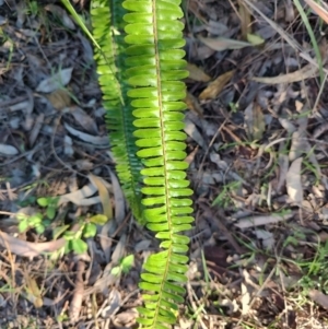 Nephrolepis cordifolia at Fassifern, NSW - 31 Aug 2024 04:01 PM