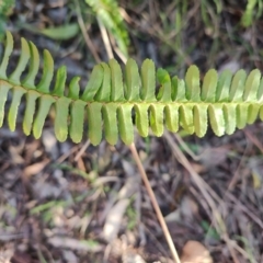 Nephrolepis cordifolia at Fassifern, NSW - 31 Aug 2024 04:01 PM