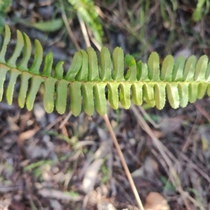 Nephrolepis cordifolia at Fassifern, NSW - 31 Aug 2024 04:01 PM