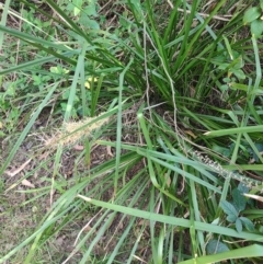 Lomandra longifolia at Fassifern, NSW - 31 Aug 2024 by LyndalT