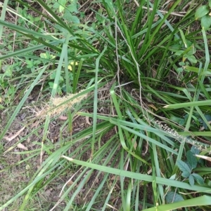 Lomandra longifolia at Fassifern, NSW - 31 Aug 2024 04:03 PM