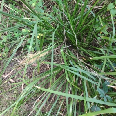 Lomandra longifolia (Spiny-headed Mat-rush, Honey Reed) at Fassifern, NSW - 31 Aug 2024 by LyndalT