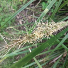 Lomandra longifolia at Fassifern, NSW - 31 Aug 2024