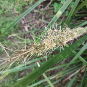 Lomandra longifolia at Fassifern, NSW - 31 Aug 2024