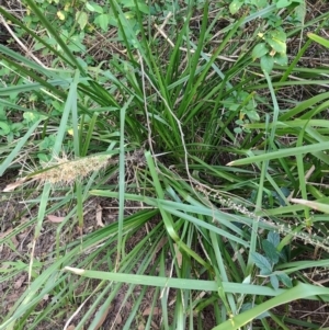 Lomandra longifolia at Fassifern, NSW - 31 Aug 2024