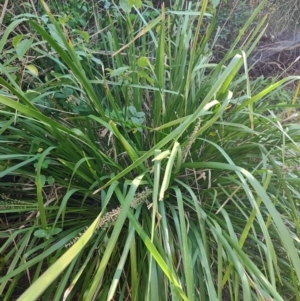 Lomandra longifolia at Fassifern, NSW - 31 Aug 2024