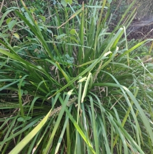 Lomandra longifolia at Fassifern, NSW - 31 Aug 2024 04:03 PM