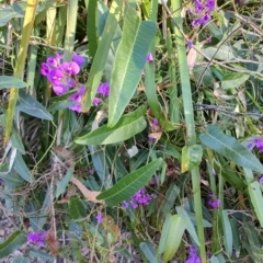 Hardenbergia violacea (False Sarsaparilla) at Fassifern, NSW - 31 Aug 2024 by LyndalT