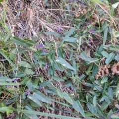 Hardenbergia violacea at Fassifern, NSW - 31 Aug 2024