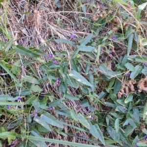 Hardenbergia violacea at Fassifern, NSW - 31 Aug 2024 04:05 PM