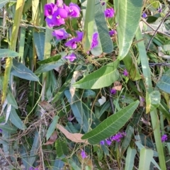 Hardenbergia violacea at Fassifern, NSW - 31 Aug 2024